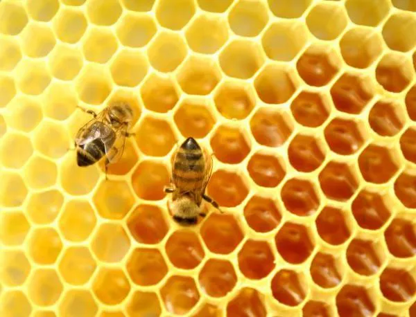 ЕК забрани три пестицида, вредни са за пчелите