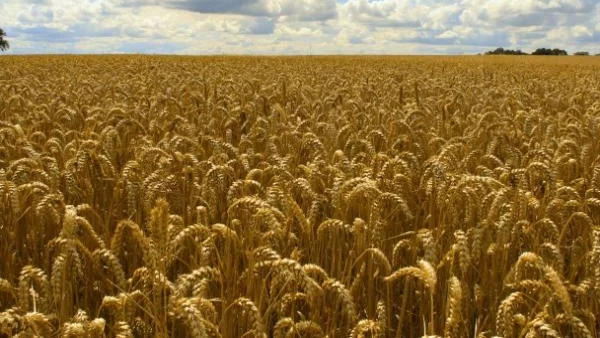 Брюксел: Внимавайте с ГМО пшеница от САЩ