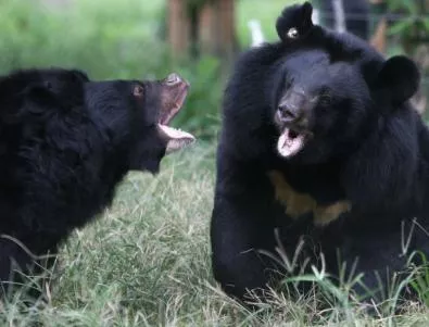 WWF: Проекти за пътища в България и Румъния застрашават мечките и вълците 