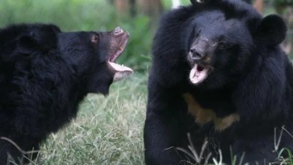 WWF: Проекти за пътища в България и Румъния застрашават мечките и вълците 