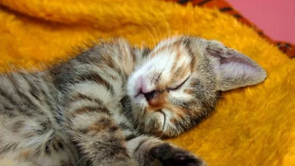 Мъркането на котките е като лечение с ултразвук