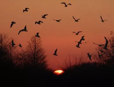 Хиляди птици от редки видове загнездиха на острова на Поморийско езеро