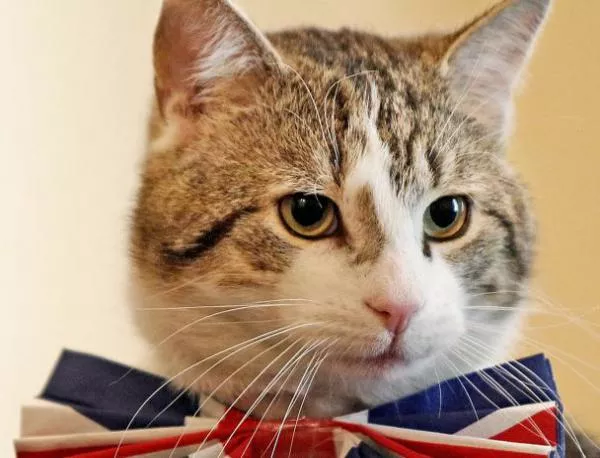 Министерска котка на Острова заподозряна в шпионаж 