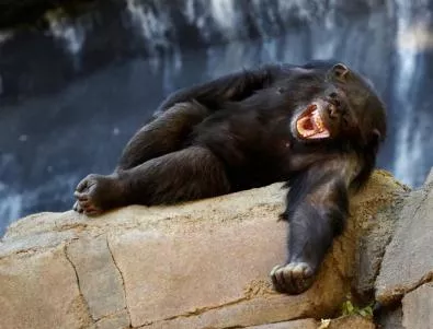Всички шимпанзета в САЩ стават защитен вид 