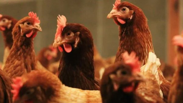 Всеки трети случай на новия птичи грип в Китай е смъртоносен