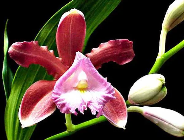 Спряха незаконен внос на 580 екзотични орхидеи от Тайван