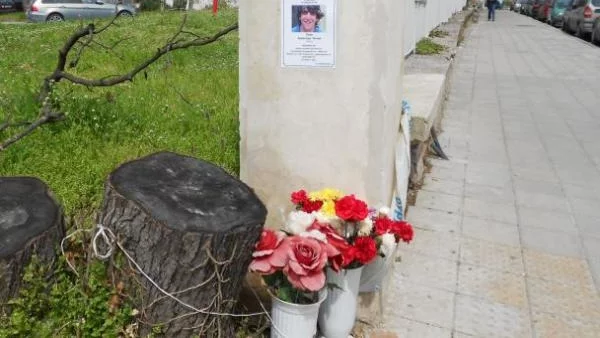 Дървото – убиец в Бургас е имало признаци на заболяване 