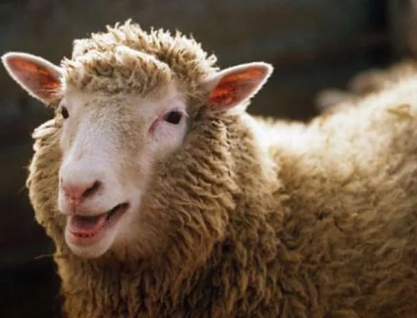 Ражда се овцата Доли - първият клониран бозайник