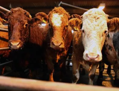 Няма да има намаление на парите за животновъдите за 2013 г.