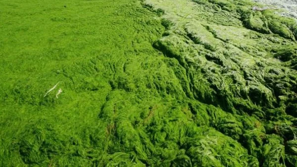 Япония ще произвежда биогориво от водорасли 
