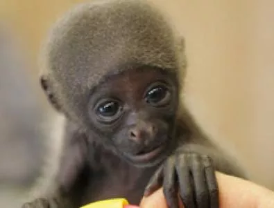 Маймунче и лопатарче са се родили във варненския зоопарк