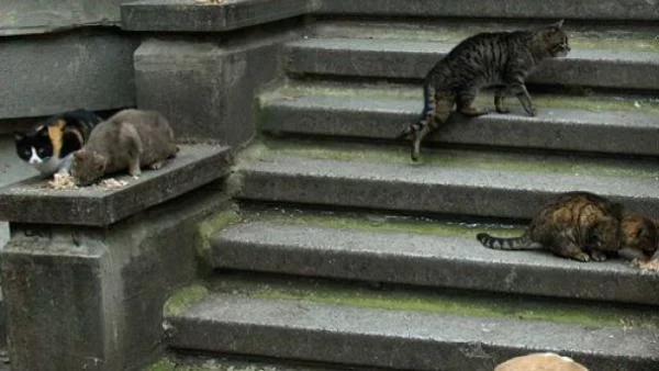 В Пловдив тровят котки и кучета