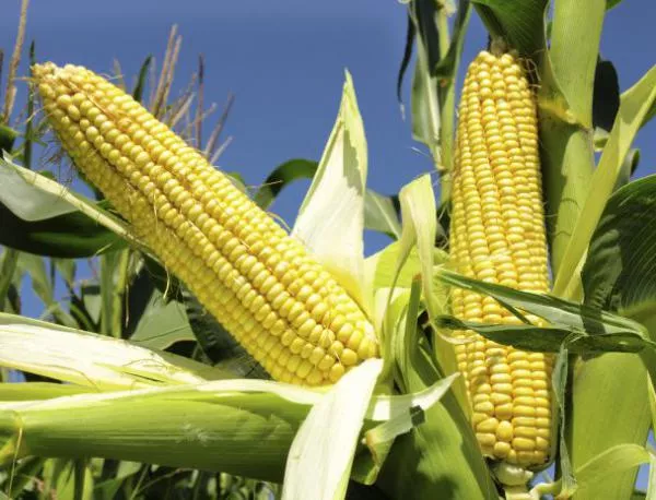 Франция разреши ГМО-царевицата
