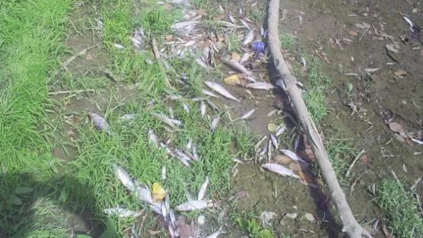 Натравянето на риба в Янтра продължава