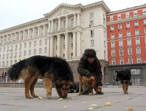 351 бездомни кучета са осиновени от началото на годината