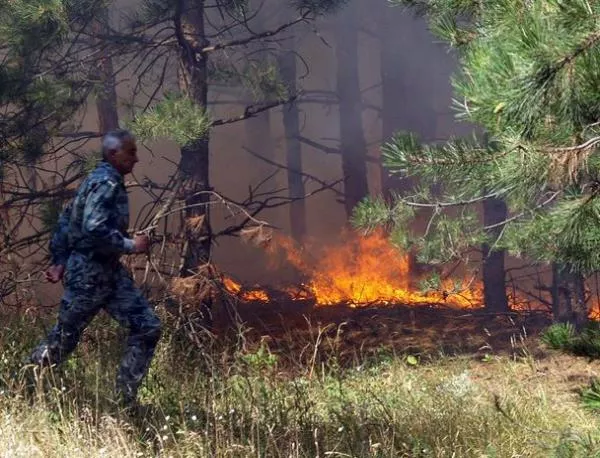 500 дка боров масив горят край хасковското село Спахиево