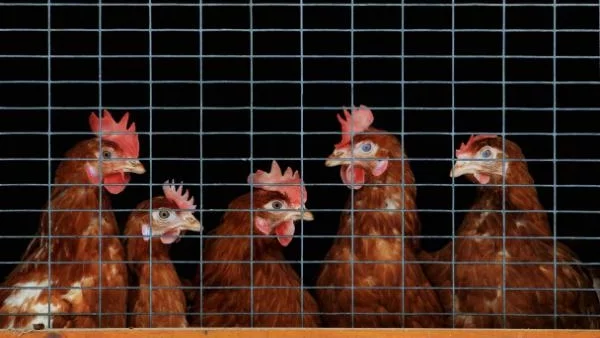 Създават мощен смъртоносен щам на птичия грип в лабораторни условия