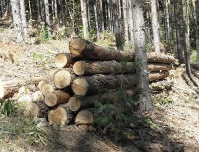10-годишно дете загина при събиране на дърва за огрев
