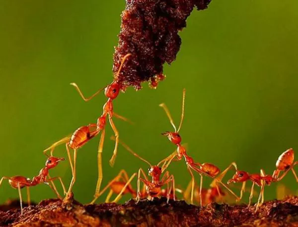Опасно нашествие на мравки застрашава екологията и човешкото здраве
