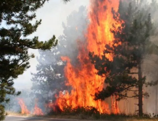 Голям пожар пламна в района на софийското село Локороско