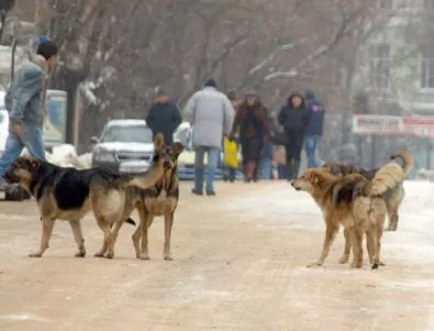 50 хил. бездомни кучета тормозят улиците на Детройт