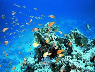 Окисляването на океана вреди най-много на рибите
