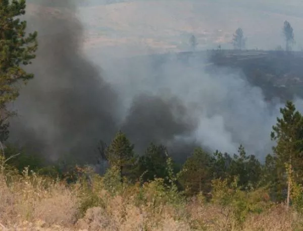 Широколистна гора пламна между село Райново и Симеоновград