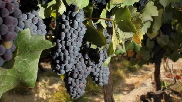 Откраднаха 2 тона грозде в Новозагорско