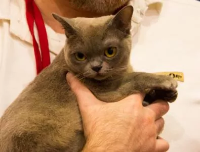 Бурмийска котка стана най-добрата котка на фелиноложка изложба в София