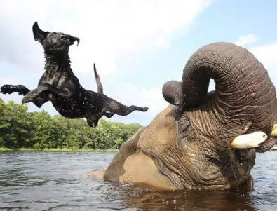 Слонът Бъбълс и кучето Бела - неразделните приятели