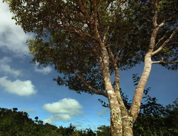 Около 170 изсъхнали дървета в Старозагорски  парк са премахнати
