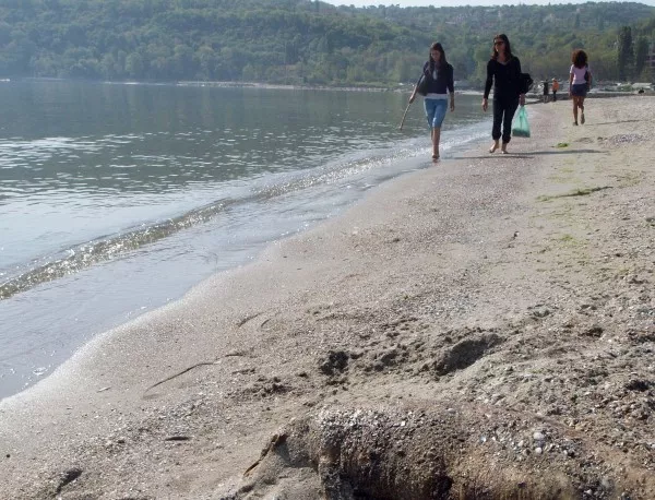 Седем случая на мъртви делфини за този сезон по крайбрежието на Бургаска област