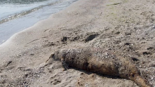 Морето изхвърли телата на 7 малки делфинчета между Ахелой и Поморие 