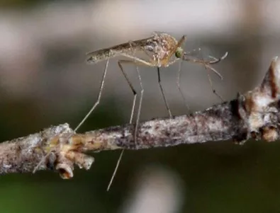 До 20 юни трябва да приключи обработката против комари в Русе