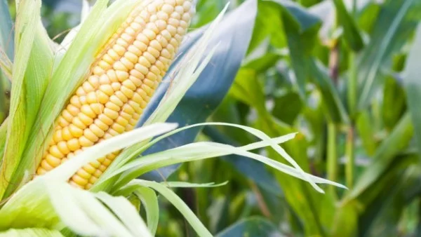 Нов вид ГМО царевица ще бъде разрешена в ЕС