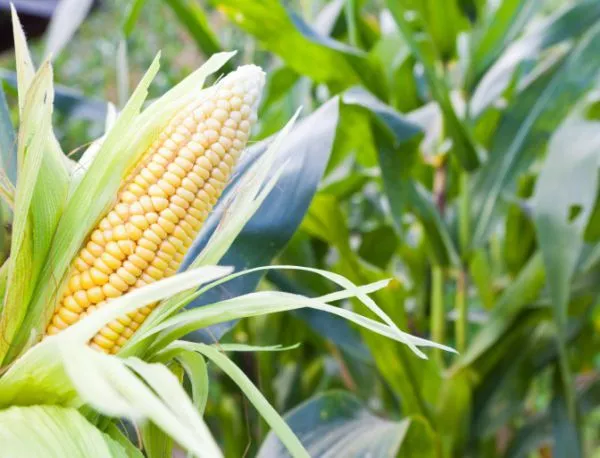 В Германия се засилва натискът за общонационална забрана на ГМО
