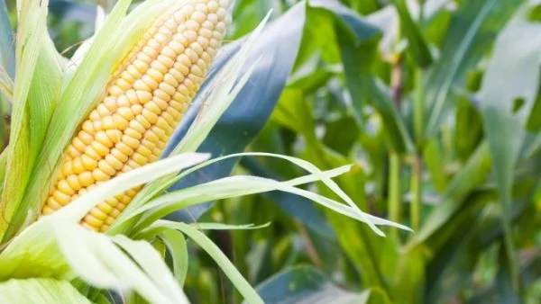 В Германия се засилва натискът за общонационална забрана на ГМО