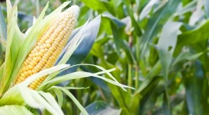 България може да улесни навлизането на ГМО продукти на пазара