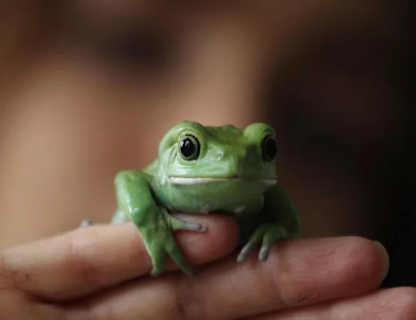 Учени откриха първата в света жаба, която свети в тъмното