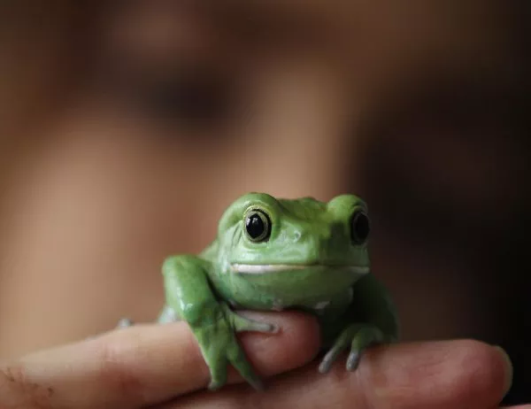 Намериха любима на най-самотната жаба