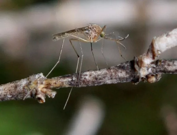 В Русе излизат на протест заради комарите 