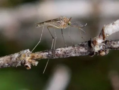 Бразилия включи военни в борбата с опасни комари