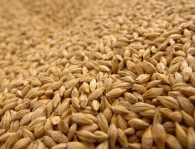 Високи зърнени добиви тази година, хлябът поскъпва леко