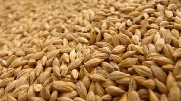 Заради конфликта в Украйна зърното поскъпва