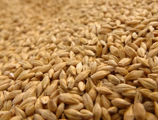 Очаква се масовата жътва на пшеница в Добрич да започне около 10 юли