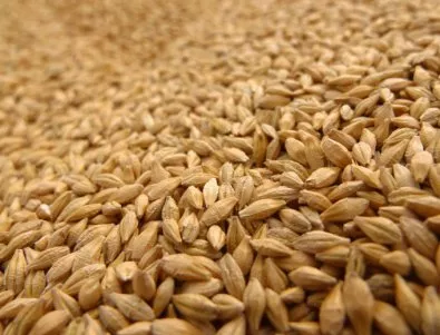 Пшеницата поевтиня с 15% за година