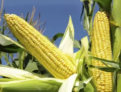 За добра реколта от царевица - следвайте съветите от опитните градинари