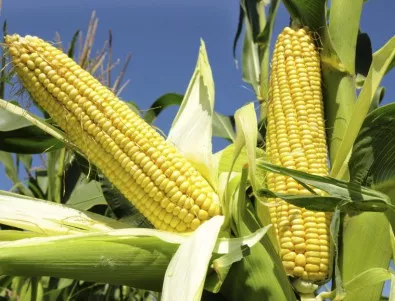 Остава забраната за отглеждане на ГМО царевица в България