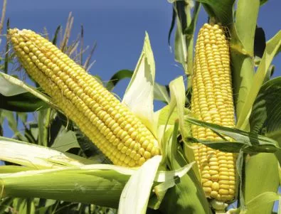 И Италия забранява отглеждането на ГМО