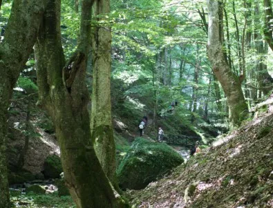WWF с филм за старите гори в България
